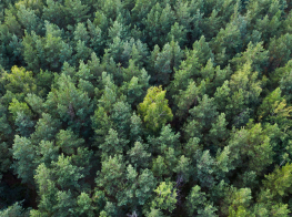 Meža skats no drona 